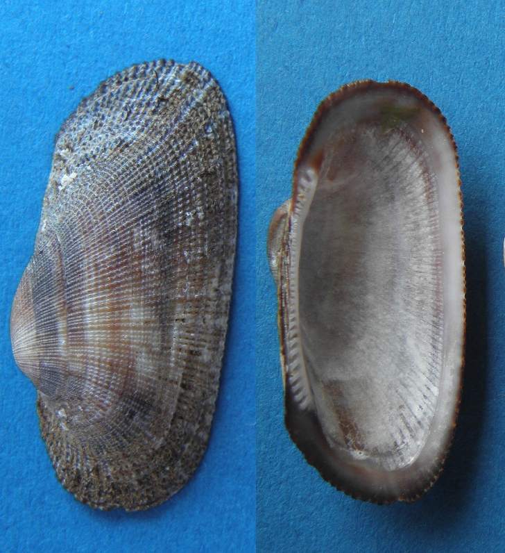 Molluschi da determinare